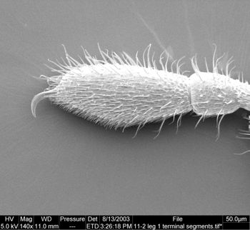 Media type: image;   Invertebrate Zoology 134647